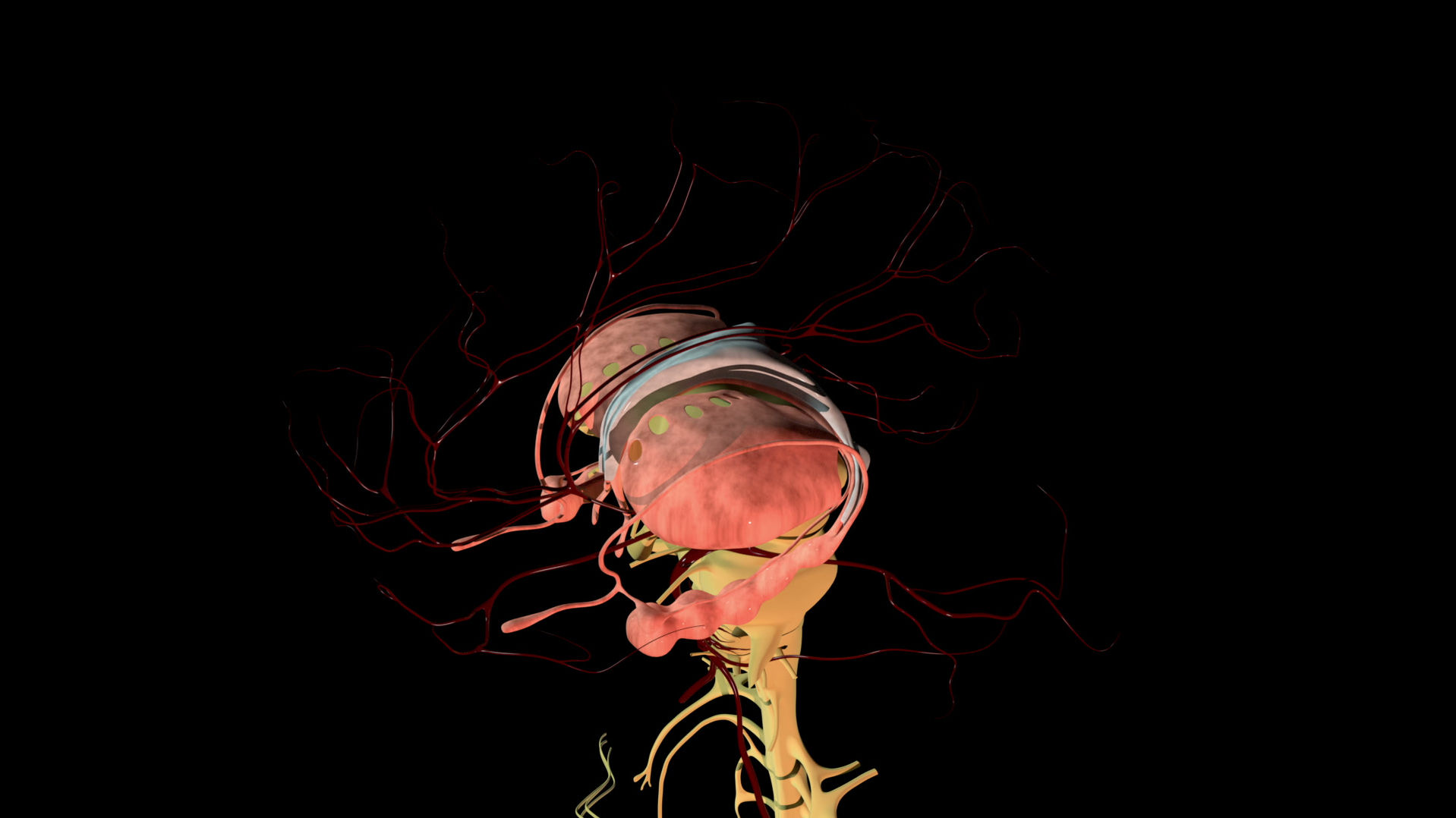 Visualização anatômica neurovascular tridimensional