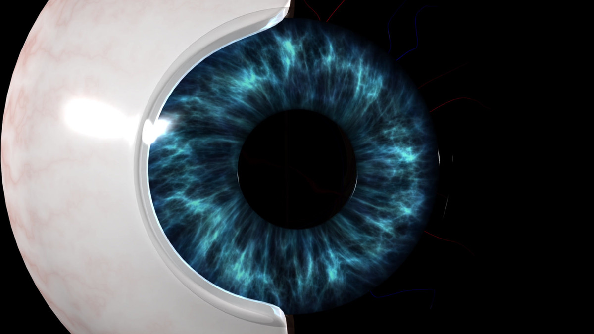 Imagem anatômica tridimensional de um olho, parte do acervo público FIGLAB