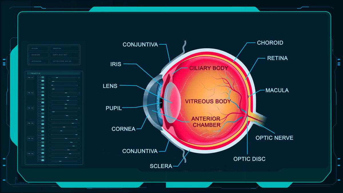 Diagrama anatômico ilustrativo do olho em uma interface visual